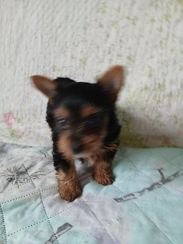 далматинец цена бишкек: Йоркширский терьер, 1 месяц, Самец, С родословной — 6