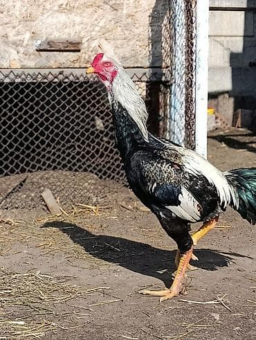 бойцовые даканы: Продаю | Петух | Бойцовая | Для разведения — 3