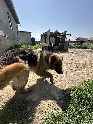 матки пчел: Немецкая овчарка, длинношерстный. Надо проучить агрессивная собака В — 3