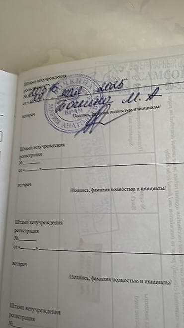 кошки на обувь: Отдам кота в добрые и ответственные руки ❤️ Кот домашний, спокойный и — 4