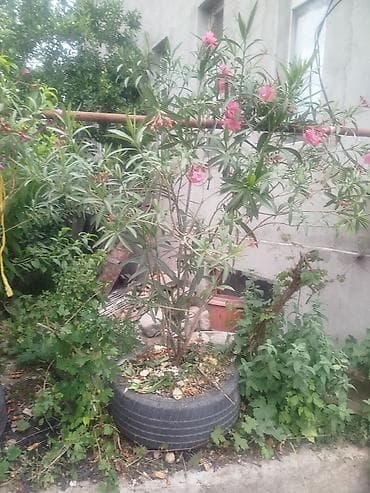 Олеандр (Nerium oleander), взрослое кустарниковое растение с розовыми