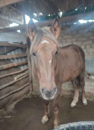 продаю связи с переездом: Продаю | Конь (самец) | Кара Жорго, Полукровка | Для разведения — 1