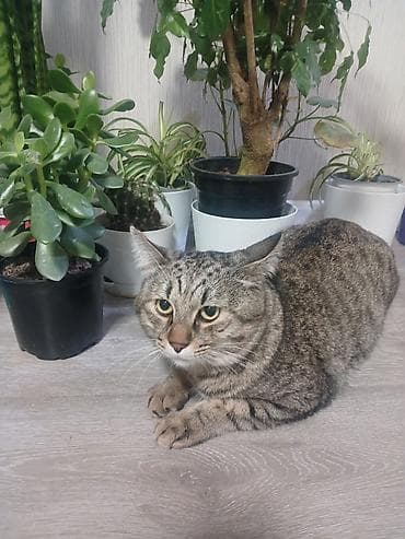 Кошка даром: Беспородная, 4 года, Мальчик, Приучена к лотку at lalafo.kg Кошка даром: Беспородная, 4 года, Мальчик, Приучена к лотку