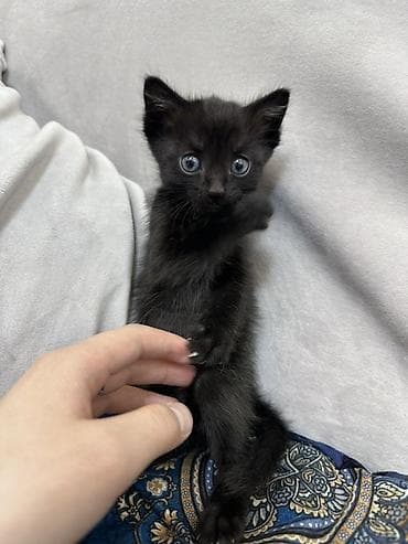 чёрная кошка: Черный котенок с выразительными голубыми глазами. Это игривое и — 3