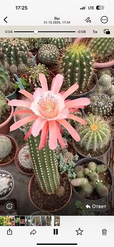 сколько стоят кактусы: Цветущие кактусы (коллекционные эхинопсисы/маммиллярии и др.) - Яркие — 2