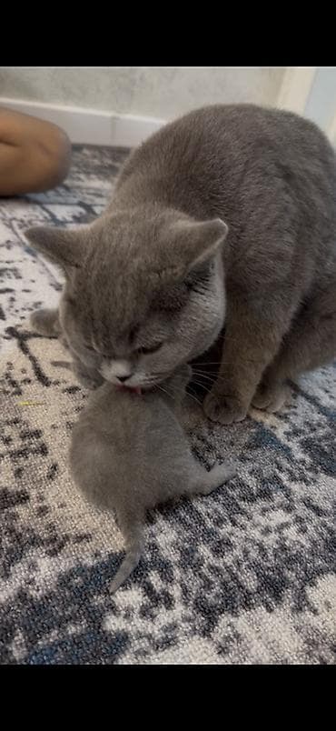 котенок пародистый: Британские короткошёрстные котята, окрас голубой (blue). Плюшёвая — 1