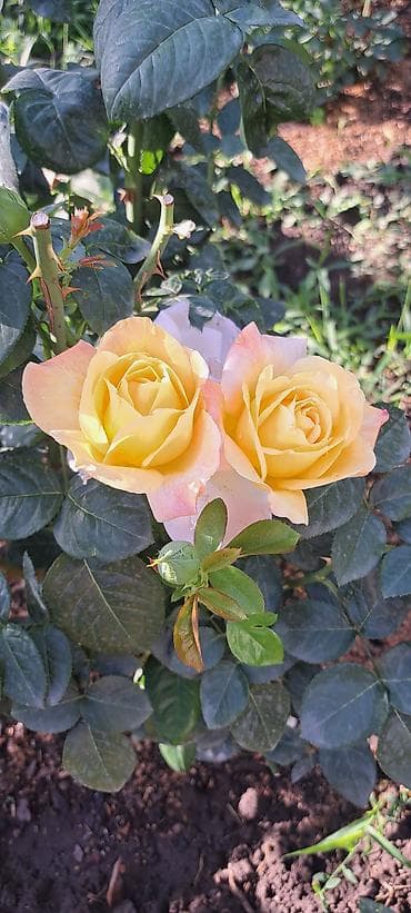 орхидея цветы: Саженцы — 3