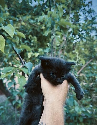 черепаховая кошка: Черные котята ищут дом 🖤 3 мальчика и 1 девочка. Очень ласковые — 2
