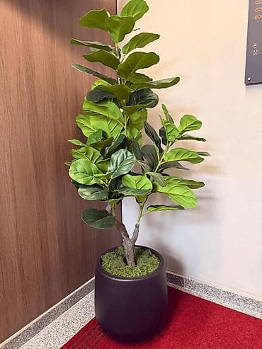 вьющиеся растения: Искусственные растения разных видов\размеров\дизайна. Горшки для — 5