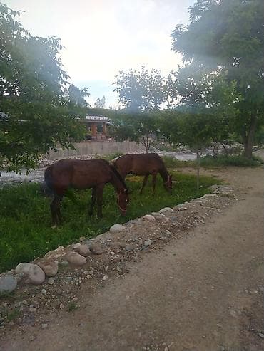 сколько стоит сиамские коты: Продаю | Жеребец | Полукровка | Рабочий — 4