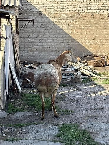 шерсть меренос: Продаю | Овца (самка) | Арашан | Для разведения | Осеменитель — 7