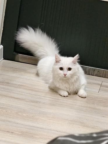 мышык бекер: Жоголгон : Породасыз, Ургаачы, Ак — 2