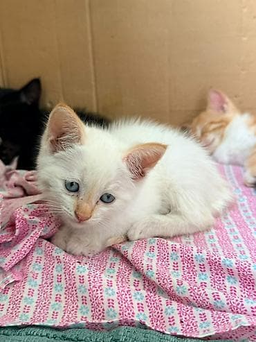 Животные: Котята, помёт разноокрасочный. - Окрасы: белый с голубыми глазами; — 1