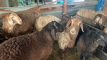 ат грабил: Продаю | Баран (самец) | На забой — 4