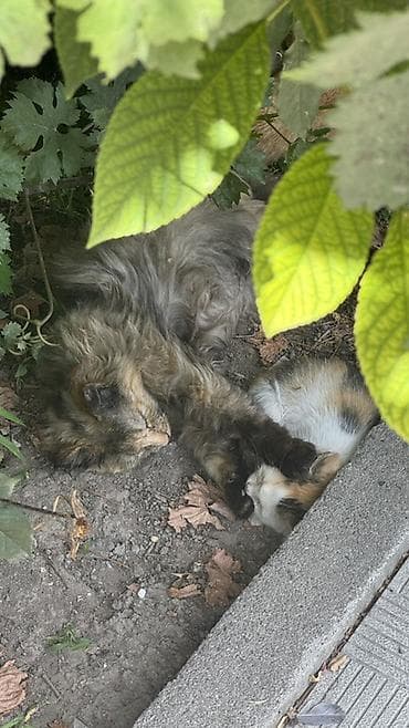 Мышыктар: Котята от домашней кошки - Окрас котят: - триколор — 2