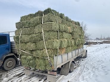 сухое молоко для животных: Продаю тюки плодные метровые есть доставка чоп сатылат Сено в тюках — 2