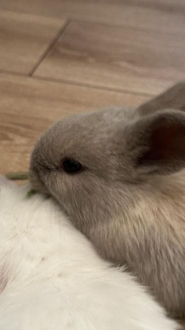 Декоративные кролики: Минилопы белые 1800, Львиноголовые 1200. Кролики декоративные — 7