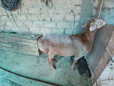 пш метр: Сатам | Ургаачы кой (ургаачы) | Союуга, Көбөйтүү үчүн | Ургаачы — 5