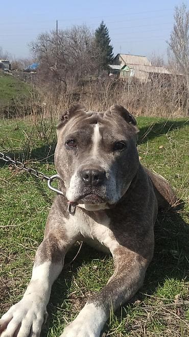 белый питбуль цена: Питбуль, 4 года, Самка — 2
