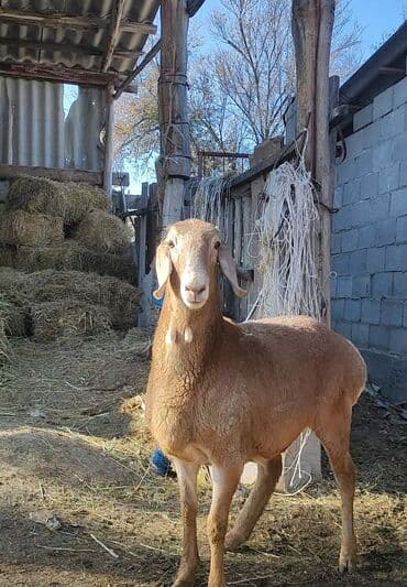 купить черную немецкую овчарку: Продаю | Овца (самка) | Арашан | На забой, Для разведения | Ярка — 1