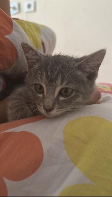 Британская короткошёрстная, 2 месяца, Девочка, Приучена к лотку — 3