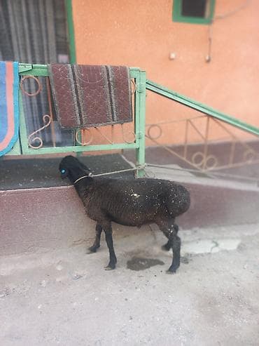 цена пшеницы в бишкеке 2022: Продаю | Ягненок | На забой — 4