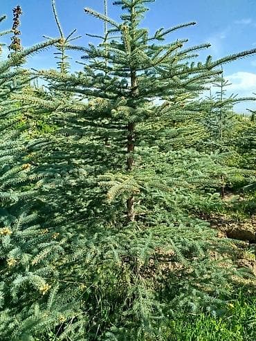 земля коп: Саженцы Платная доставка — 9