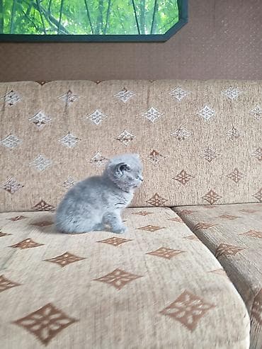 шотландская кошка цена бишкек: Шотландский питомник выставляет на продажу котят лилового и голубого — 7