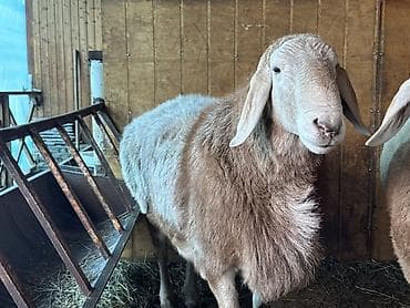 Продаю | Баран (самец) | Эдильбаевская | Для разведения | Племенные, Осеменитель