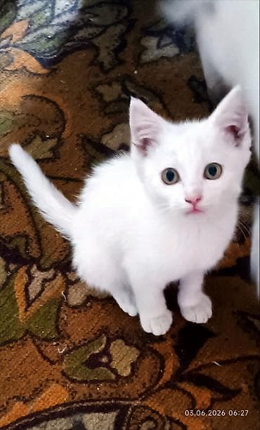 продажа кошек жалалабад: Скотиш Фолд (Шотландская вислоухая), 2 месяца, Мальчик, Голубой, Приучена к лотку — 4