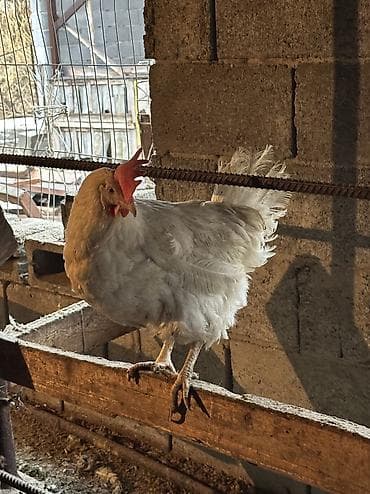 маленькие попугаи: Продаю несушек 300 голов 
1,5 года — 2