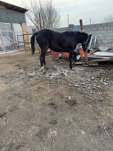 тайган собаки: Сатам | Тай | Дончак | Көбөйтүү үчүн, Ат спорту | Асыл тукумдуу — 7