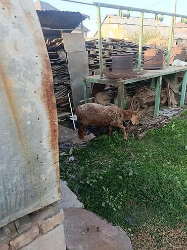 Продаю | Овца (самка) | На забой | Матка — 4