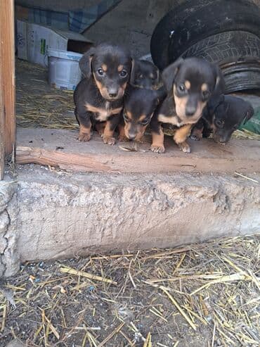 питбуль кара балта: Такса, 1 месяц, Самка, С родословной — 4