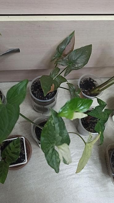 Алоэ: Смнгониумы детки, цена за штуку, район Ошского рынка, самовывоз — 3