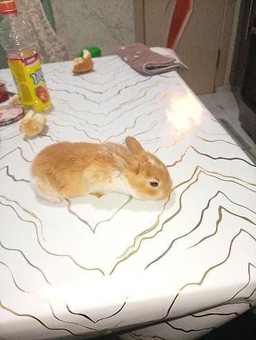 Мыши: Кролик с окрасом, сочетающим белый и светло-коричневый цвета. Обладает — 4