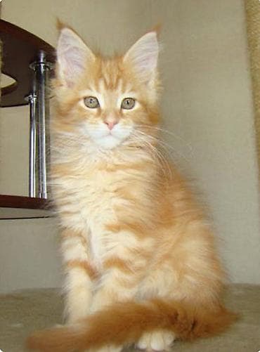 кошачье молоко: Мейн-кун, 2 месяца, Мальчик, Рыжий, Приучена к лотку — 1