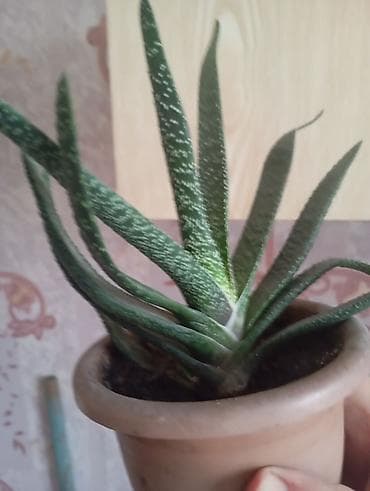 подокойники: Гастерия, относится к сукулентам. Требуется скромный полив, во время — 5