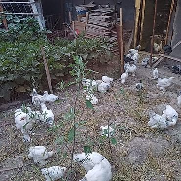 голуби птицы животный: Продаю | Куры | Брама | Для разведения — 2