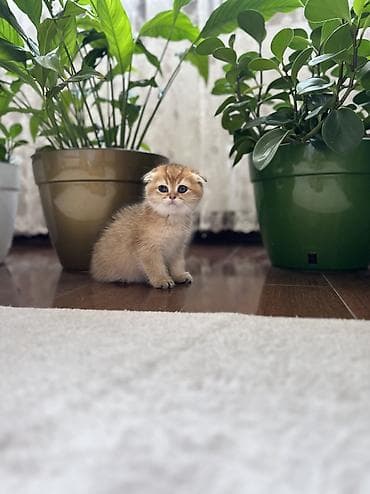 белая вислоухая кошка: Скотиш Фолд (Шотландская вислоухая), 2 месяца, Мальчик, Золотая шиншилла, С документами — 3