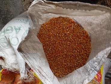 Таңгактоочу жана фасовкалоочу аппараттар: Продаю кукурузу есть 20мешков — 1