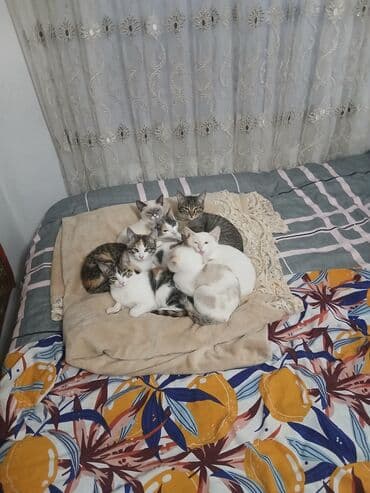 сколько стоит пуфик: Отдам котят в хорошие руки 4 по 1,5 месаца и 4 по 2,5 месаца. Только в — 9