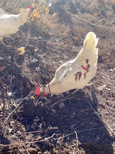 породистые собаки в добрые руки: Продаю | Куры | Несушки — 3