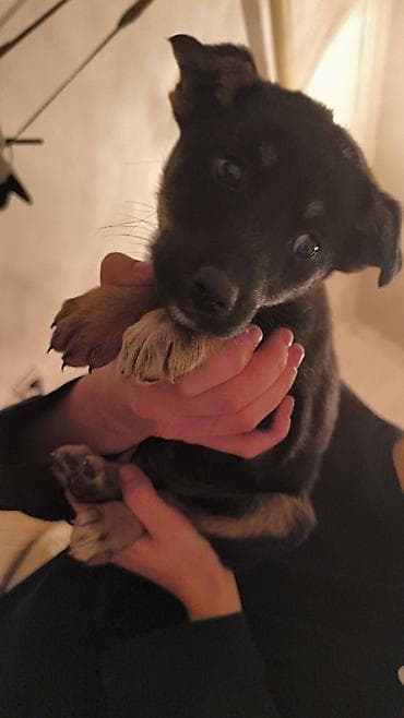 красный страитель: Щенки-дворняги, помёт 2 окраса: черно‑подпалые и рыже‑подпалые — 2