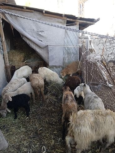 ечки кой: Продаю | Ягненок | Полукровка | Для разведения — 3