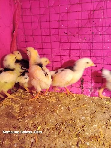 личинка карпа: Продаю | Цыплята | Бройлерная | На забой — 5