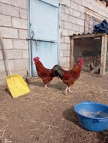 А/ч жаныбарларын сатып алам: Сатам | Тооктор | Көбөйтүү үчүн — 4