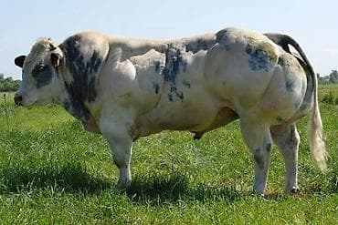 купить бычка: Искусственный осеменения коров Мясного направления.Породы — 1