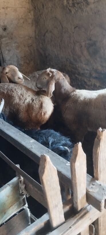 корм для кошек бишкек цена: Продаю | Баран (самец) | Гиссарская, Полукровка, Арашан | Для разведения — 3