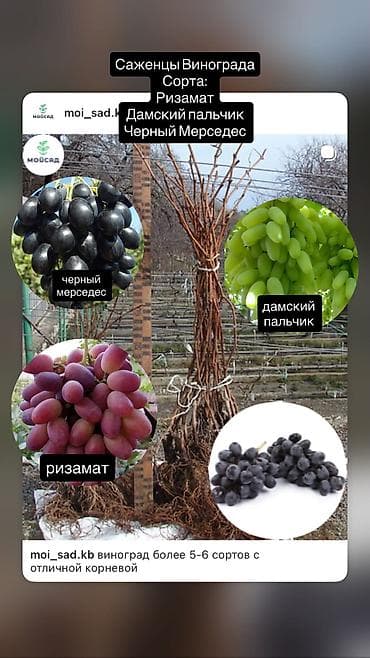 mini projector: Продаются плодовые все виды деревьев яблоня,персик,груша,слива итд а — 8